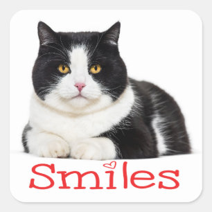 Cute Kitty Kitten Smiles Hello Black White Cat Square Sticker