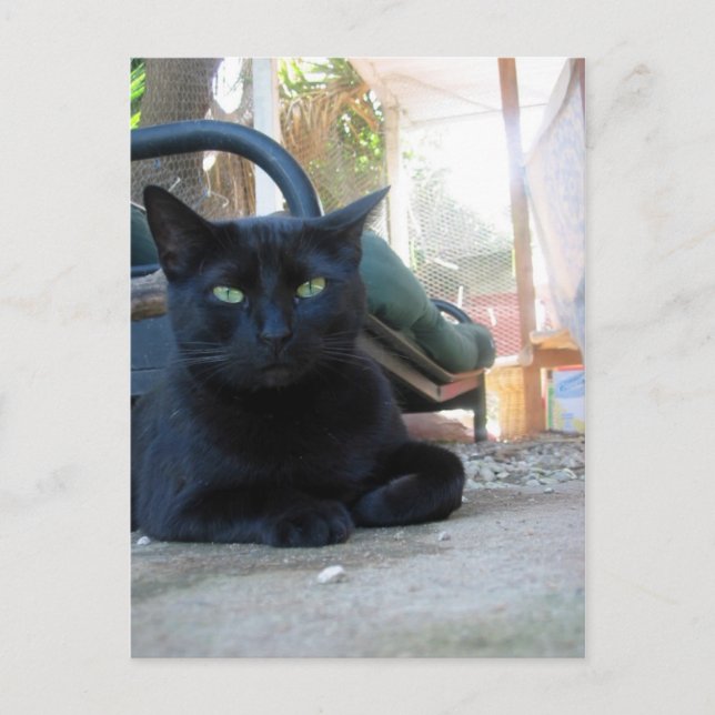 Cute Kitty Laying - postcard (Front)