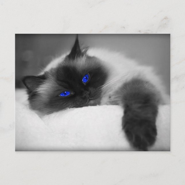 Cute Kitty Postcard (Front)