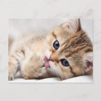 CUTE KITTY POSTCARD