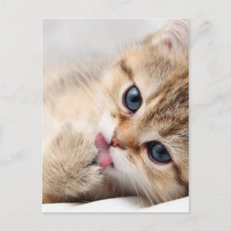 CUTE KITTY POSTCARD