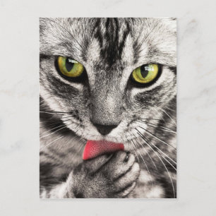 Cute Kitty Postcard