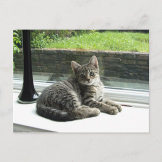 Cute Kitty Postcard