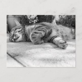 Cute Kitty Postcard