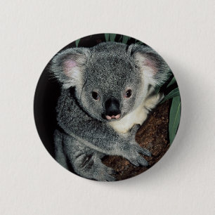 Cute Koala Bear 6 Cm Round Badge
