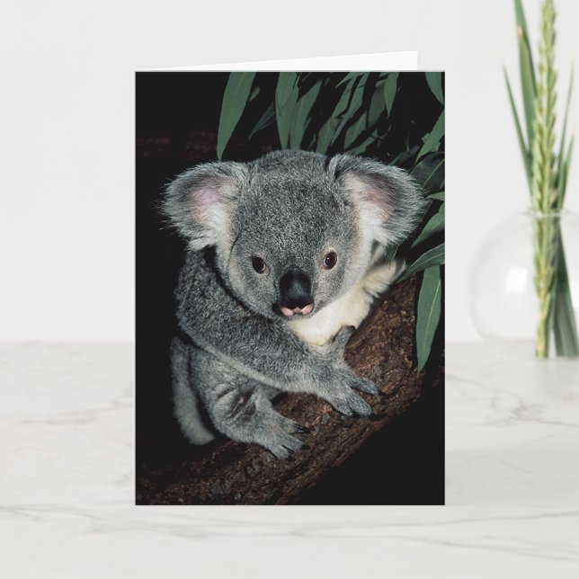 Cute Koala Bear Card (Front)