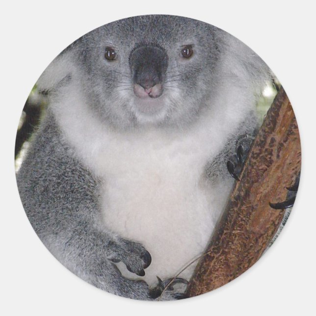 CUTE KOALA BEAR CLASSIC ROUND STICKER (Front)