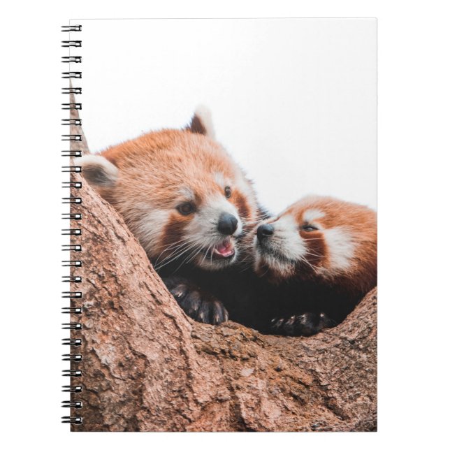 CUTE KOALA BEAR FAMILY NOTEBOOK (Front)