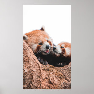 CUTE KOALA BEAR FAMILY POSTER