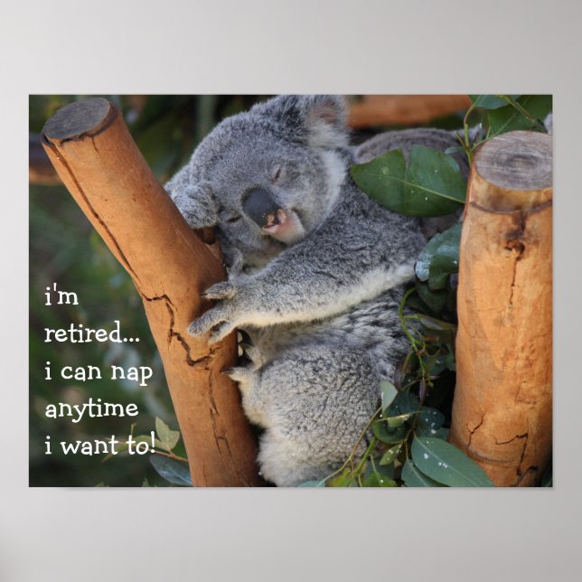 Cute Koala Bear, i'm retired, i can nap anytime!! Poster (Front)