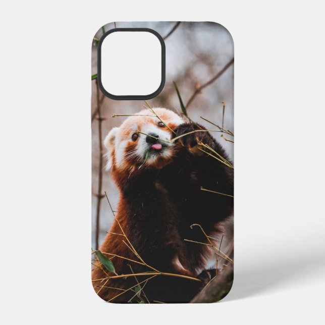 CUTE KOALA BEAR iPhone CASE (Back)