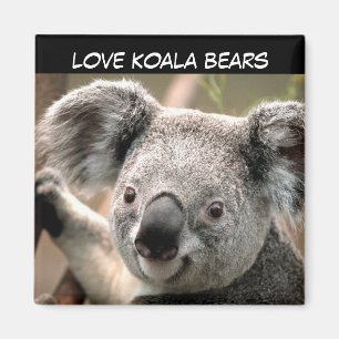 Cute Koala Bear Magnet