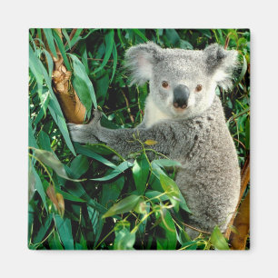Cute Koala Bear Magnet