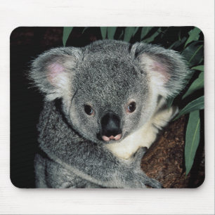 Cute Koala Bear Mouse Mat