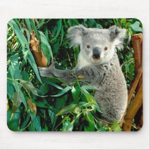 Cute Koala Bear Mouse Mat