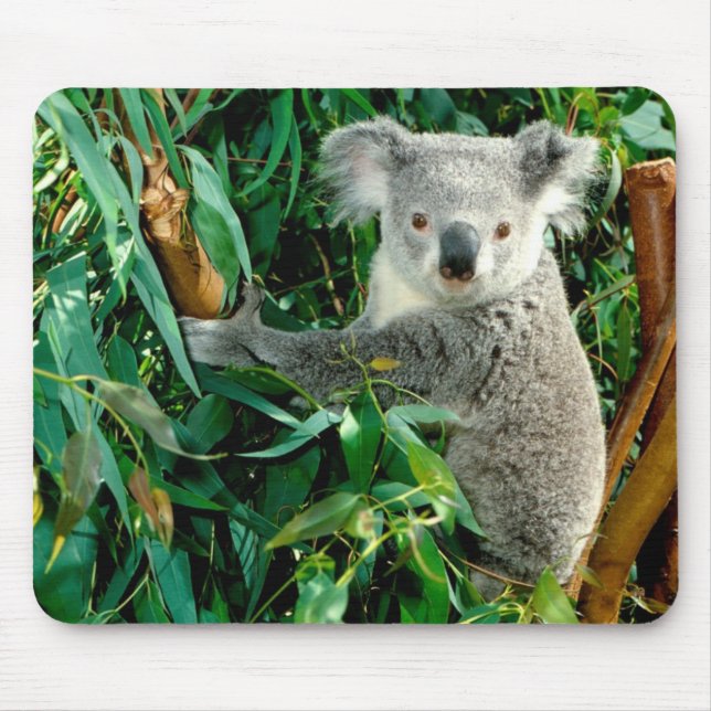 Cute Koala Bear Mouse Mat (Front)