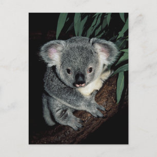 Cute Koala Bear Postcard