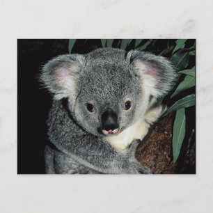 Cute Koala Bear Postcard