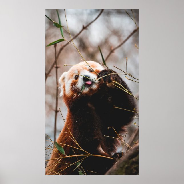 CUTE KOALA BEAR POSTER (Front)