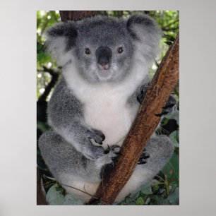 CUTE KOALA BEAR POSTER