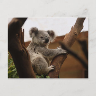 Cute Koala Bear Resting in a Tree Postcard