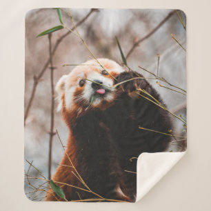 CUTE KOALA BEAR SHERPA BLANKET