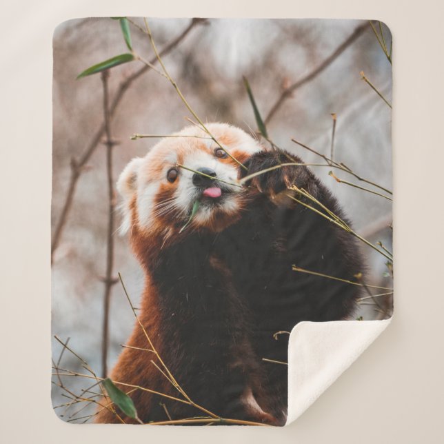 CUTE KOALA BEAR SHERPA BLANKET (Front)