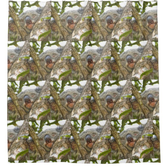 Cute Koala Bear Shower Curtain (Front)