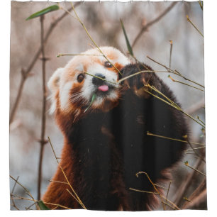 CUTE KOALA BEAR SHOWER CURTAIN