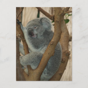 Cute Koala Bear Sleeping Postcard