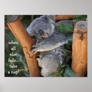 Cute Koala Bear, when all else fails take a nap Poster