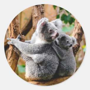 Cute Koala Bears Classic Round Sticker
