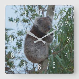 Cute Koala Climbing in a Tree Australia Square Wal Wall Clock