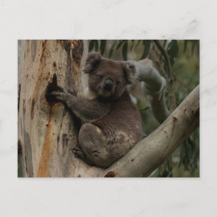 Cute Koala in a tree Australia Postcard