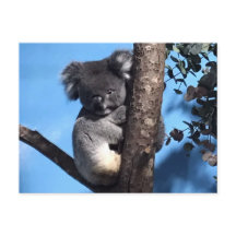 Cute Koala in a tree with a blue background