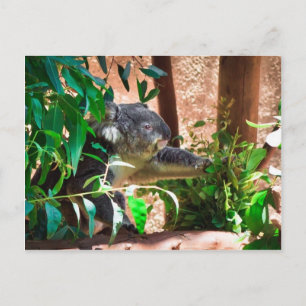 Cute Koala Postcard