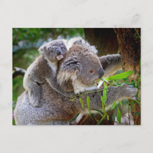 Cute Koalas Postcard