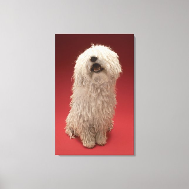 Cute Komondor Dog Canvas Print (Front)