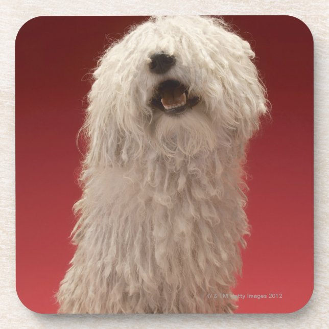 Cute Komondor Dog Coaster (Front)
