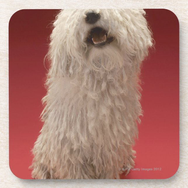 Cute Komondor Dog Coaster (Front)