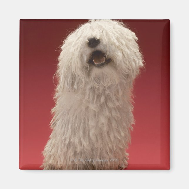 Cute Komondor Dog Magnet (Front)