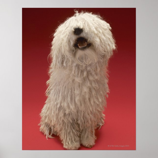 Cute Komondor Dog Poster (Front)