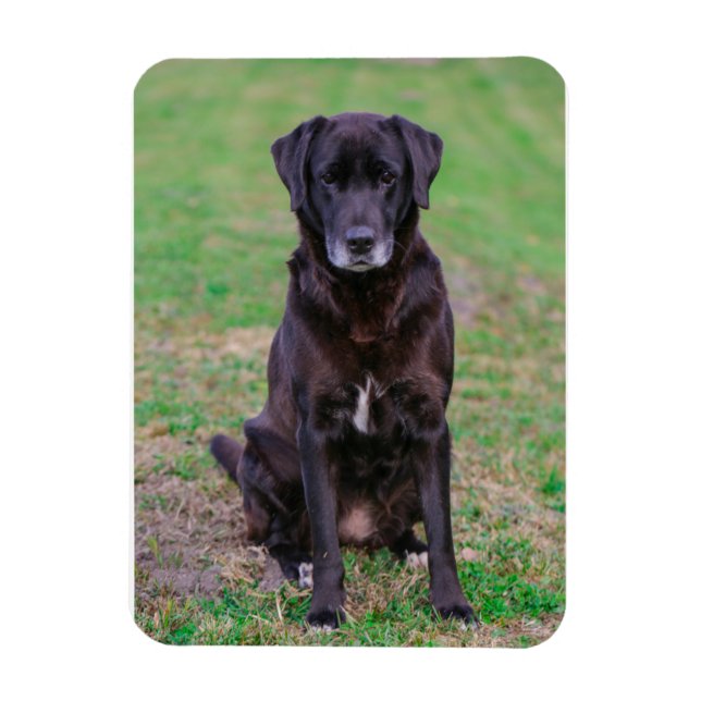Cute Labrador Black Dog Puppy Pet Magnet (Vertical)
