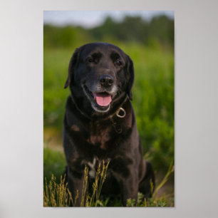 Cute Labrador Black Dog Puppy Pet Poster