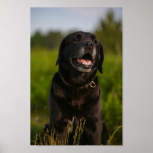 Cute Labrador Black Dog Puppy Pet Poster
