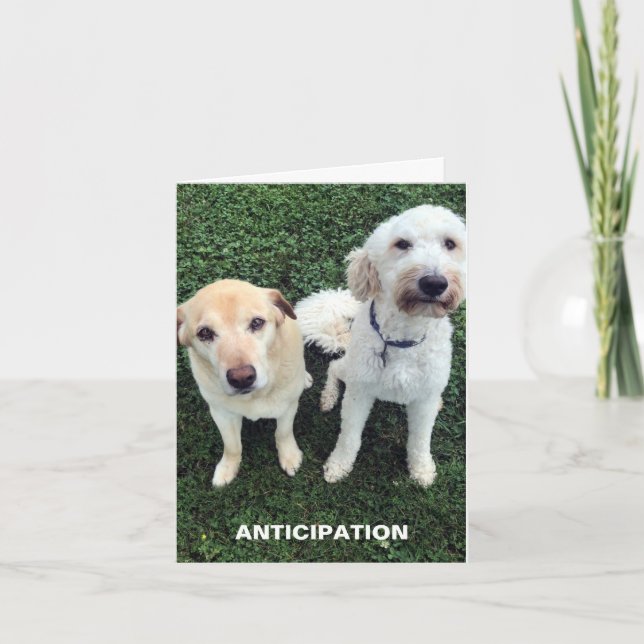 Cute Labrador dogs missing you Thank You Card (Front)