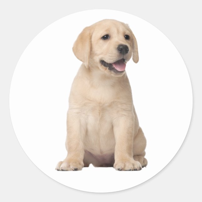 Cute Labrador Retriever Puppy Dog Yellow Lab Hello Classic Round Sticker (Front)