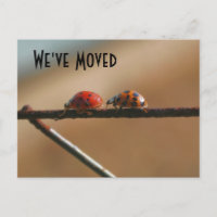 Cute Ladybugs New Address Nature Postcard