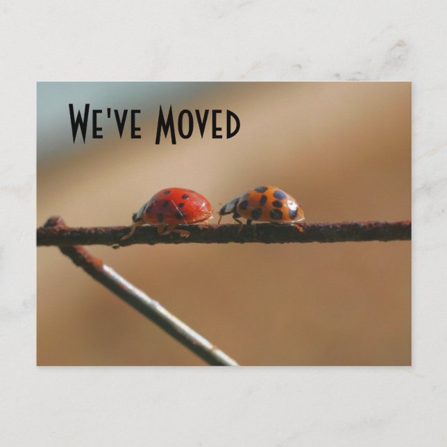 Cute Ladybugs New Address Nature Postcard (Front)