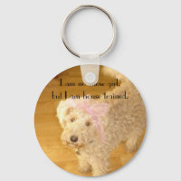 Cute lakeland terrier I am no show girl, but......